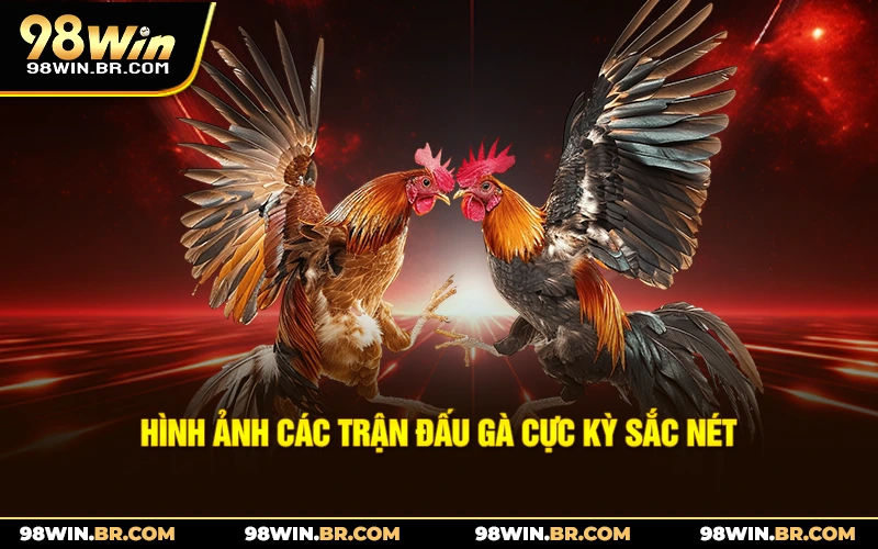 hinh-anh-cac-tran-dau-ga-cuc-ky-sac-net